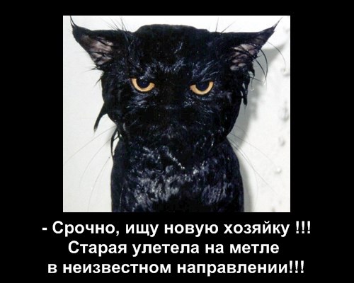 Наши любимцы :3 - 8 августа 2014 в 16:44