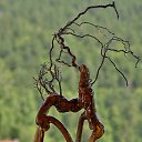 ���� Svann, ���������, 71 ��� - ��������� 15 ���� 2014 � ������ ���������� ��������.������.�