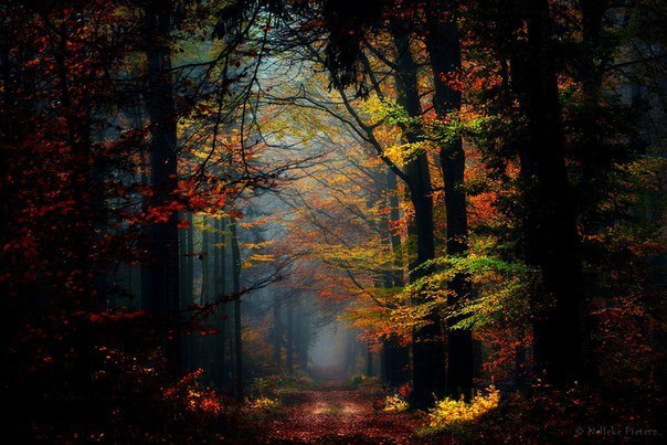 Nelleke Pieters | Forest.  2.