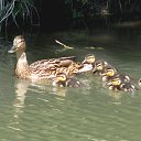  , --, 75  -  27  2014   