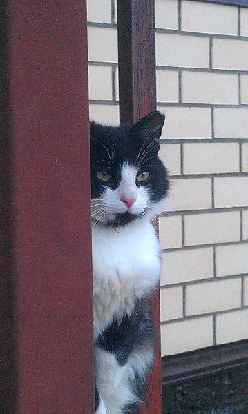 Рубрика #котизм_доброта. Москва и МО Замечательный котик пришел на дачу к моей коллеге. Очень ...