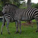 ����� - ���������� ������ ��������))) �� ������� ���� ����������