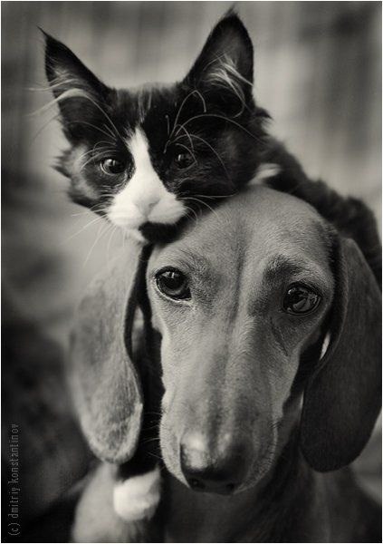 .•°Dogs Forever°•. - 1  2014  19:36