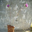 ����� "�����" � ��������� � ������ �� ��������� ����������� �� ������� ���� 2014, ����, ������������