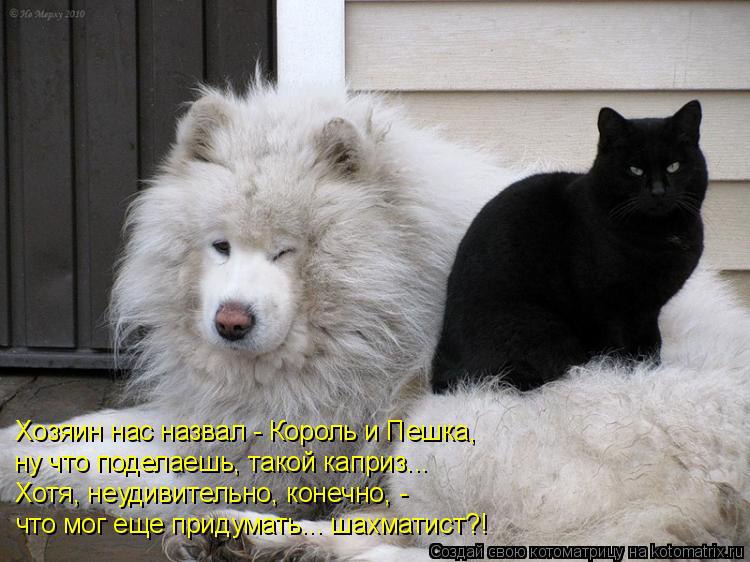 Наши любимцы :3 - 8 августа 2014 в 17:28