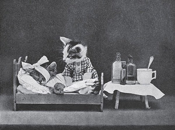 Ретро фотографии животных в костюмах, сделанные американским фотографом Гарри Уиттиером Фризом - 5