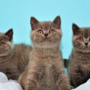 
 �� ������� ������ ��������