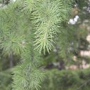 ���� ������, �����������, 42 ���� - ��������� 18 ���� 2014 � ������ ��������