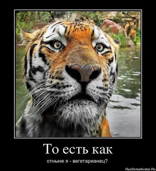 Наши любимцы :3 - 5 августа 2014 в 14:36