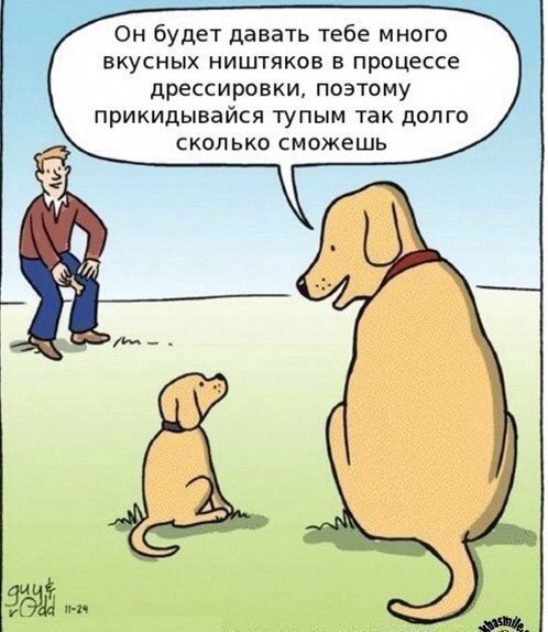 .•°Dogs Forever°•. - 30  2014  13:26