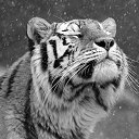 ���� �����, ������-���, 44 ���� - ��������� 15 ������ 2014 � ������ ������ ��������