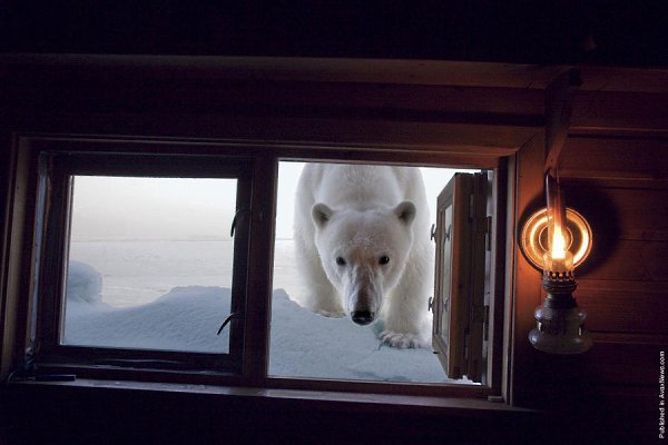     .  (Paul Nicklen)    National Geographic  ... - 17