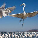 ���� ����!, ���������, 61 ��� - ��������� 22 ���� 2014 � ������ ������ ��������