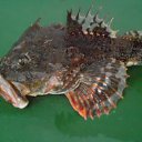 ���� �����, �������� - ��������� 17 ������ 2014 � ������ ���� ����������