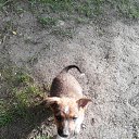������ - ��������� �� ������� �����������߻