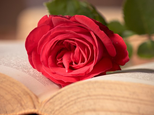 Ты - женщина, ты - книга между книг, Ты - свернутый, запечатленный свиток; В его строках и дум и ...