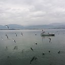  Necip, , 44  -  16  2014    2014