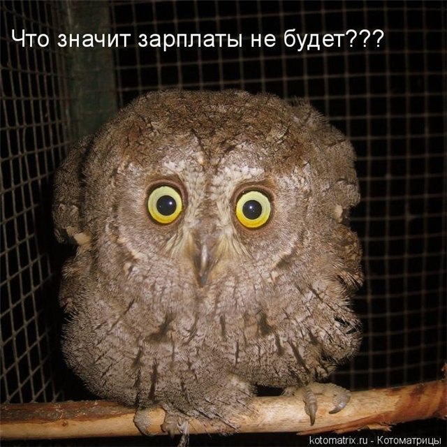 Наши любимцы :3 - 8 августа 2014 в 17:25