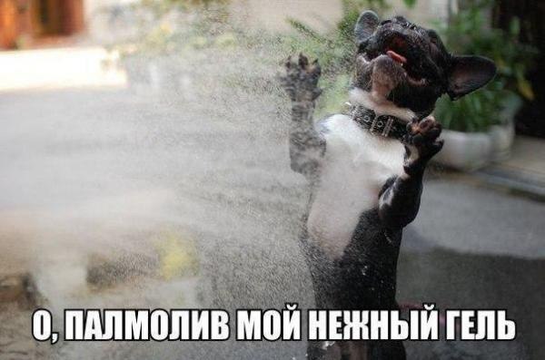 .•°Dogs Forever°•. - 10  2014  20:21
