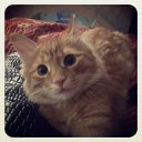 ���� �����, �����������, 38 ��� - ��������� 24 ���� 2014 � ������ ������ ��������