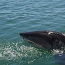 ����� ��� �� ������� ���� ����������