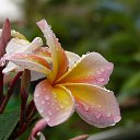 ���� �������, �����-���������, 63 ���� - ��������� 21 ��� 2014 � ������ ������ ��������