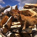 ���� �������, ������, 50 ��� - ��������� 14 ���� 2014 � ������ ������ 2014�