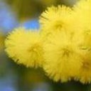  Lusi, , 44  -  27  2014    