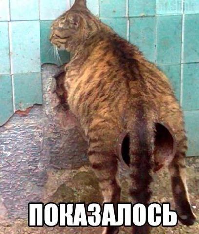 Животные - 6 июля 2014 в 07:08