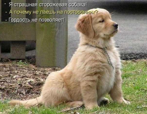 Наши любимцы :3 - 5 августа 2014 в 13:26