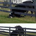 ���� ��������, ������, 33 ���� - ��������� 17 ���� 2014 � ������ ������ ��������