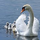 ���� ������, ����, 43 ���� - ��������� 8 ��� 2014 � ������ ���� ����������