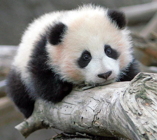 Favorite animals. - 16 ���� 2014 � 12:04