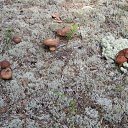 ���� �������, �������, 41 ��� - ��������� 17 ������� 2014 � ������ ���� ����������