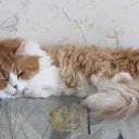 ���� �������, ����, 54 ���� - ��������� 21 ���� 2014 � ������ ������ ��������