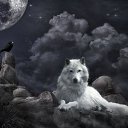 ���� Volk, �������, 46 ��� - ��������� 1 ��� 2014 � ������ ���� ����������