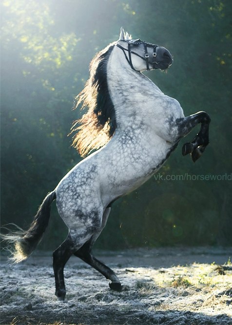       [club27309926| VI]. #dapplegray #horse #gothic ...