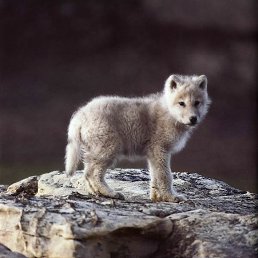 ���� ����, �����-���������, 54 ���� - ��������� 23 ��� 2014