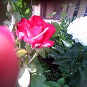 ���� �����, ���������, 49 ��� - ��������� 11 ������ 2014 � ������ ������ ��������