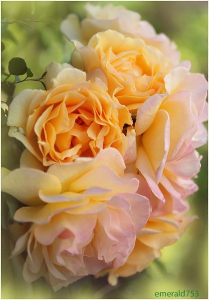 Мне перья дергали из крыл. А я - летала! Пытались воздух перекрыть. А я - дышала! Меня пугали - не ... - 3