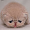 ���� ������, �������, 36 ��� - ��������� 20 ���� 2014 � ������ ���� ����������