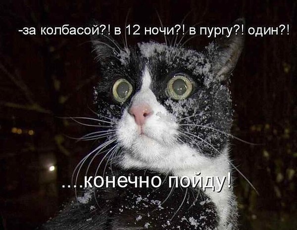 Наши любимцы :3 - 5 августа 2014 в 14:25