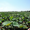 ���� �������, ������������, 44 ���� - ��������� 11 ������� 2014 � ������ ���� ����������