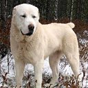 ���� �������, �����������, 39 ��� - ��������� 1 ���� 2014 � ������ ������ ��������