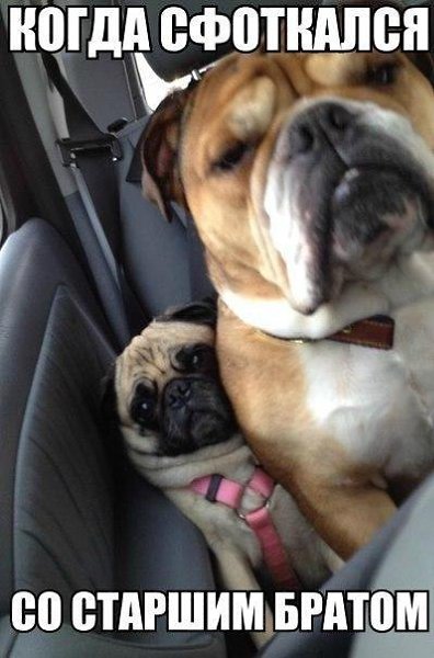 .•°Dogs Forever°•. - 10  2014  20:19