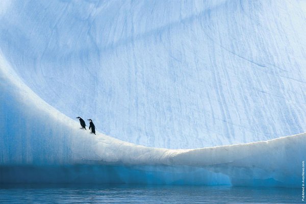     .  (Paul Nicklen)    National Geographic  ... - 13