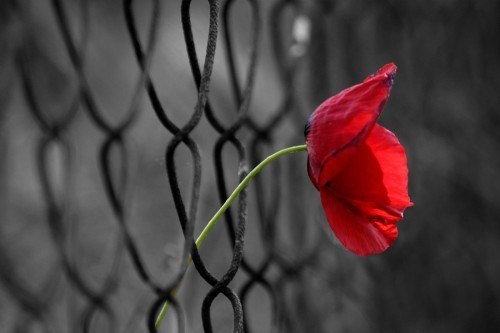 Никогда не сдавайся, слышишь? Дождь холодный хлещет по крышам. А захочешь подняться выше- Знай, что ...