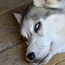 ���� Svann, ���������, 71 ��� - ��������� 15 ���� 2014 � ������ ���������� ��������.������.�