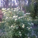 ������� ������ �� ������� ���� ����������