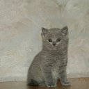 �������� �� ������� ���� ����������